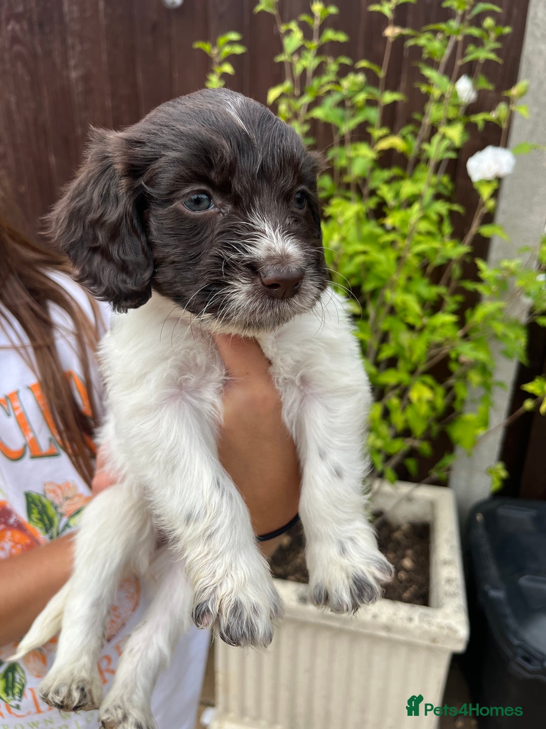 Mixed Breed dogs for sale: Beautiful cockapooXspringer puppies - Image 23