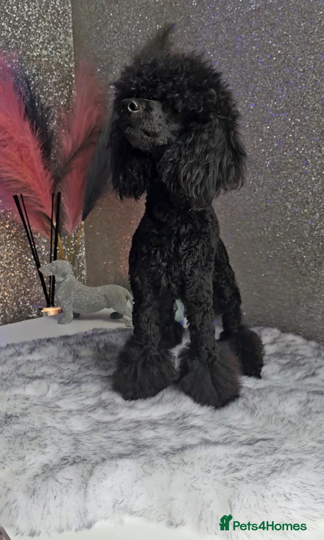 Toy Poodle dogs for stud: Toy poodle stud boy  in Blackburn - Advert 17