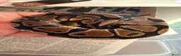 Python Snake reptiles for sale: Collection of Royals  - Advert 8