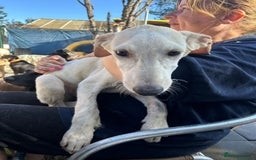 Mixed Breed dogs for adoption: Cheddar - Norwich Norfolk  - Image 5