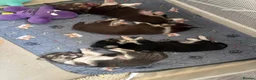Chorkie dogs for sale: Chorkie Pups - Advert 6