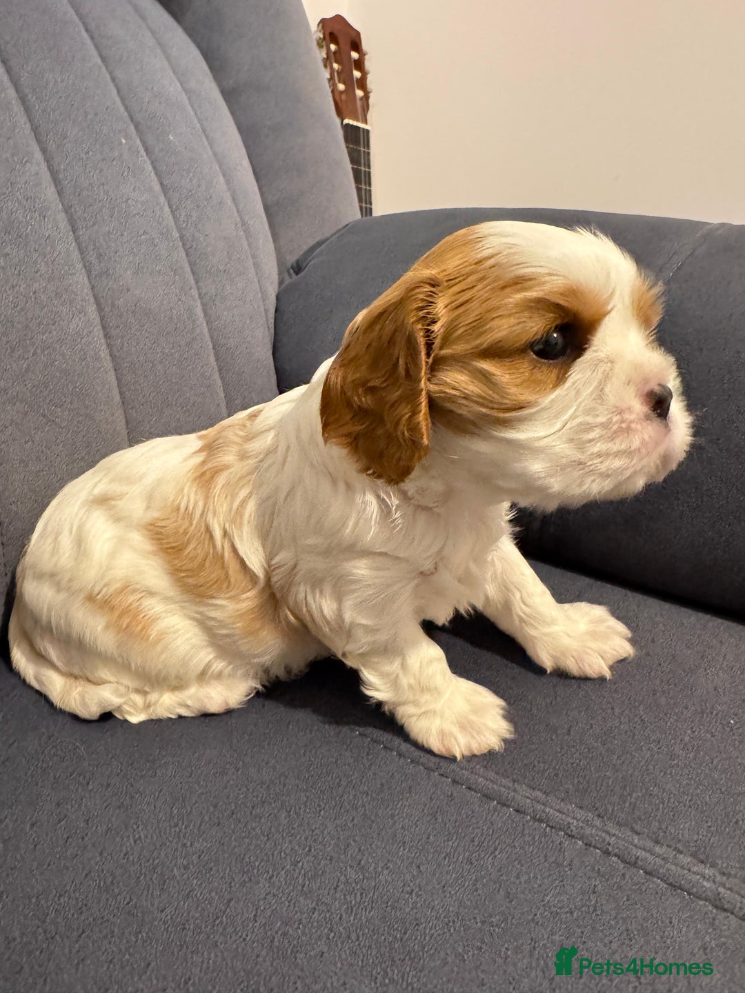 Cavalier King Charles Spaniel dogs for sale: Cavalier Pups – 0.10% COI, Health Tested, KC Reg - Image 20
