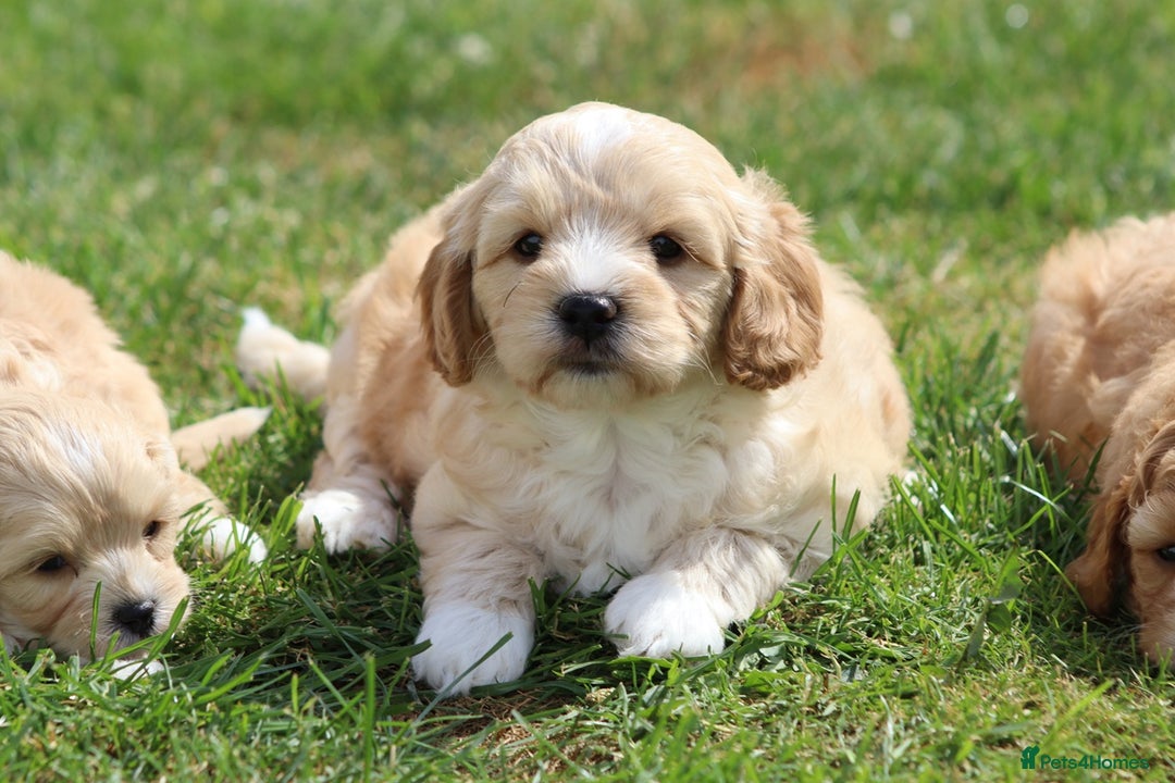 Cavapoochon dogs for sale: Beautiful Cavapoochon puppies for sale - Image 32