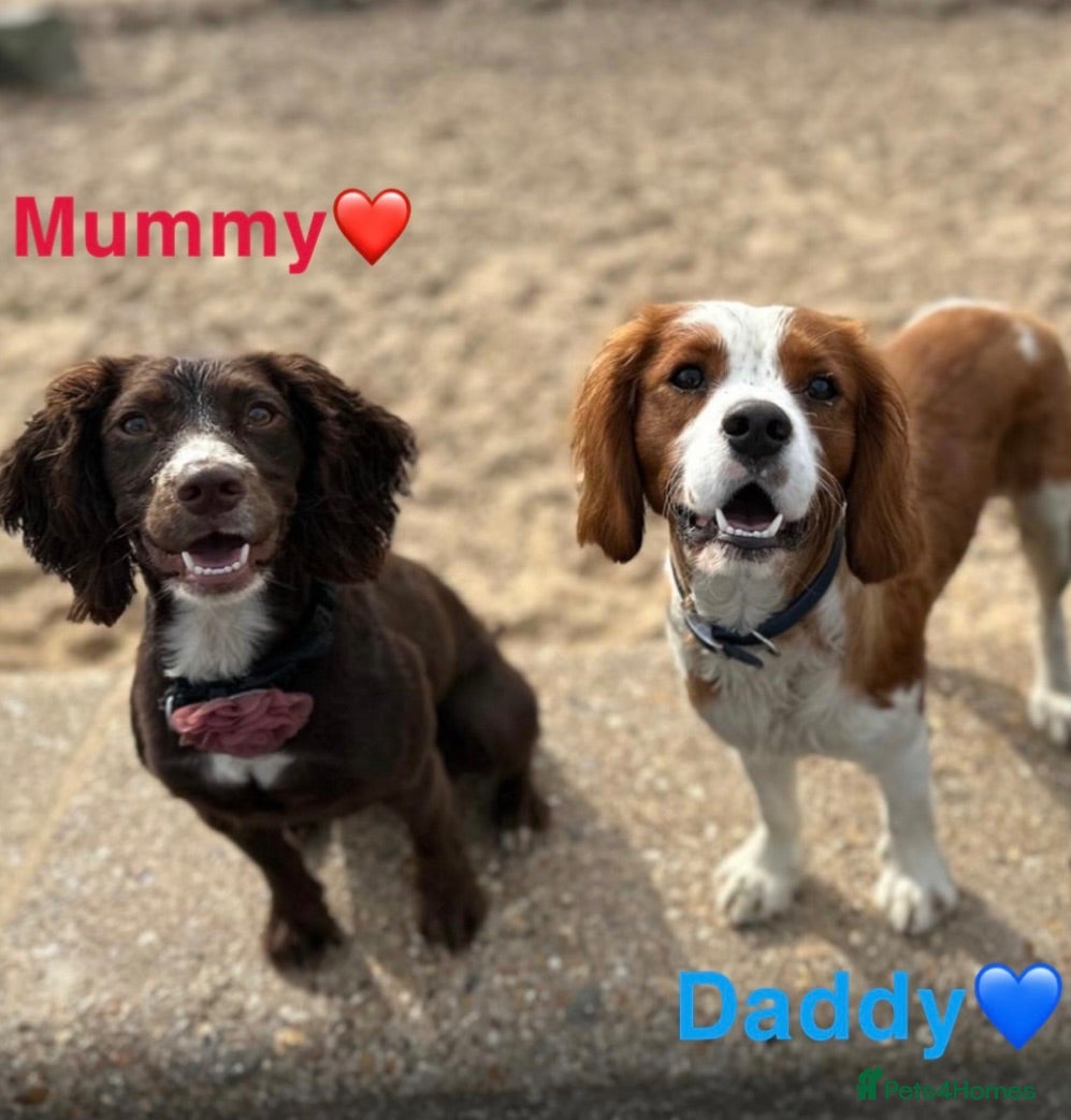 Cockalier dogs Working Spaniel x Cavalier King Charles Spaniel - Advert 5