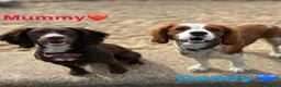 Cockalier dogs for sale: Working Spaniel x Cavalier King Charles Spaniel - Advert 1