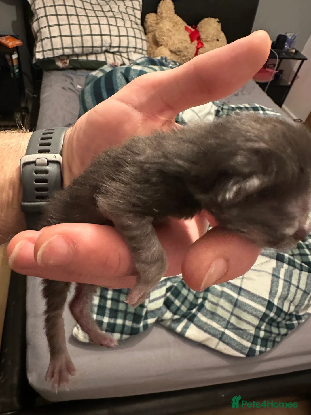 Mixed Breed cats for sale: Last 2 maincoon cross boys available  - Advert 5