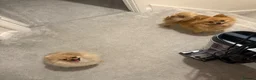 Pomeranian dogs for sale: Tiny Teddy Bear Face Cream Pomeranian Girl - Advert 7