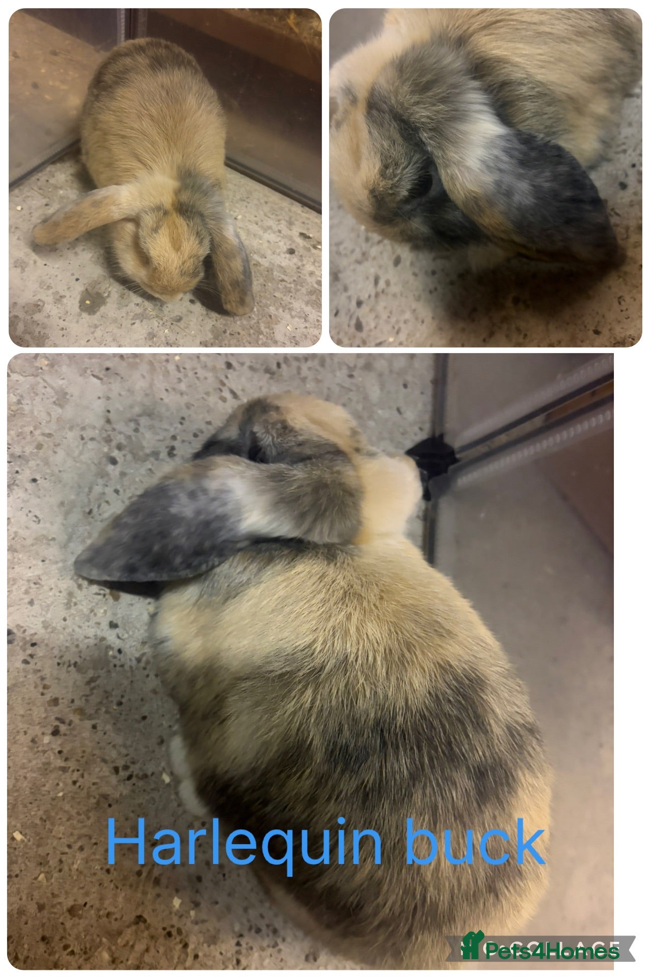 Mini Lop rabbits Harlequin mini lop  - Advert 3