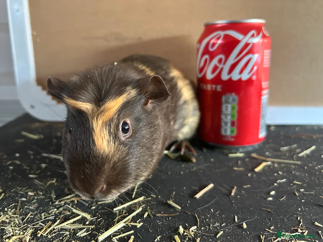 Guinea Pig rodents for sale: Guineapigs  - Advert 2