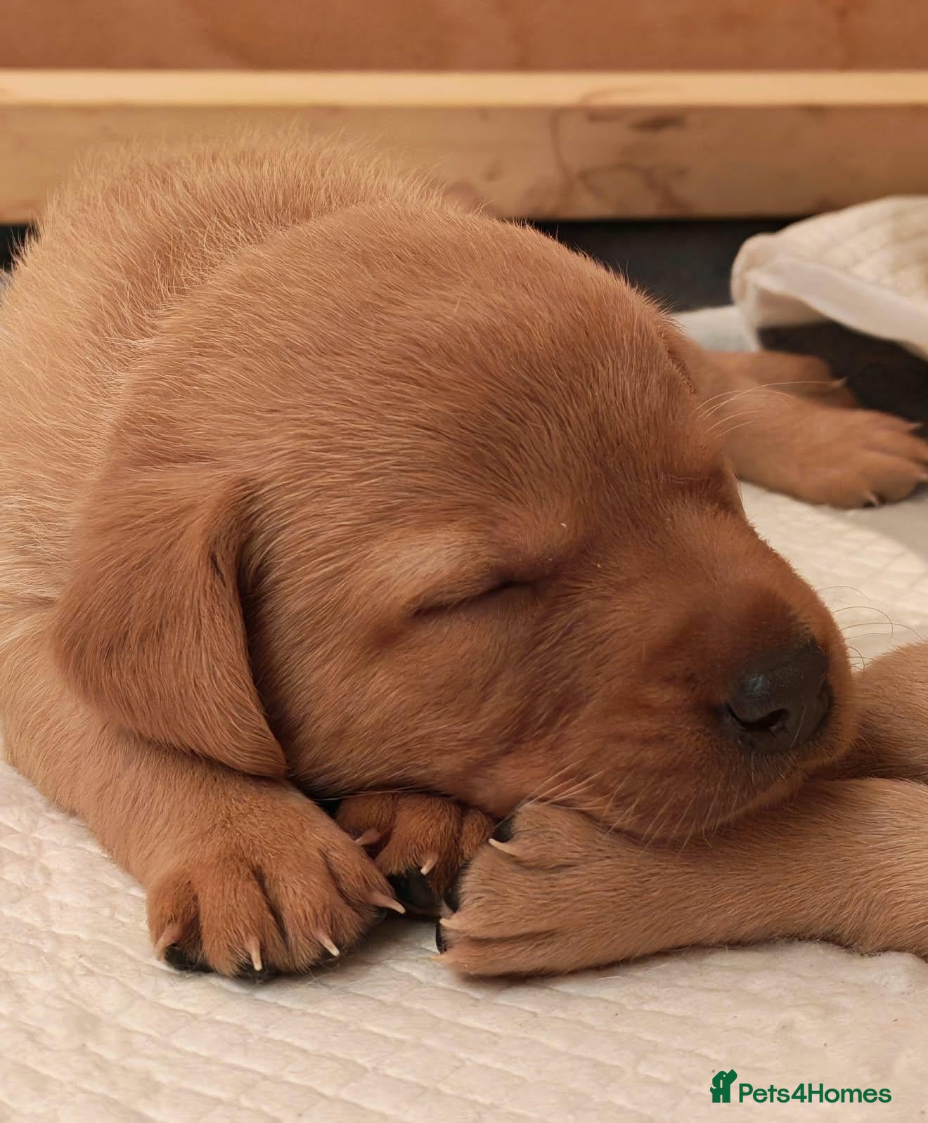 Labrador Retriever dogs 💕 Beautiful Boys & Girl Working Labrador Puppies - Advert 2