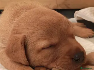 Labrador Retriever dogs 💕 Beautiful Boys & Girl Working Labrador Puppies - Advert 2