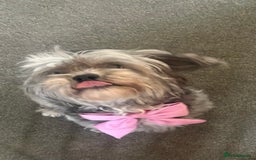 Shihpoo dogs for sale: Shihpoo 3 boys/1 girl - Advert 9