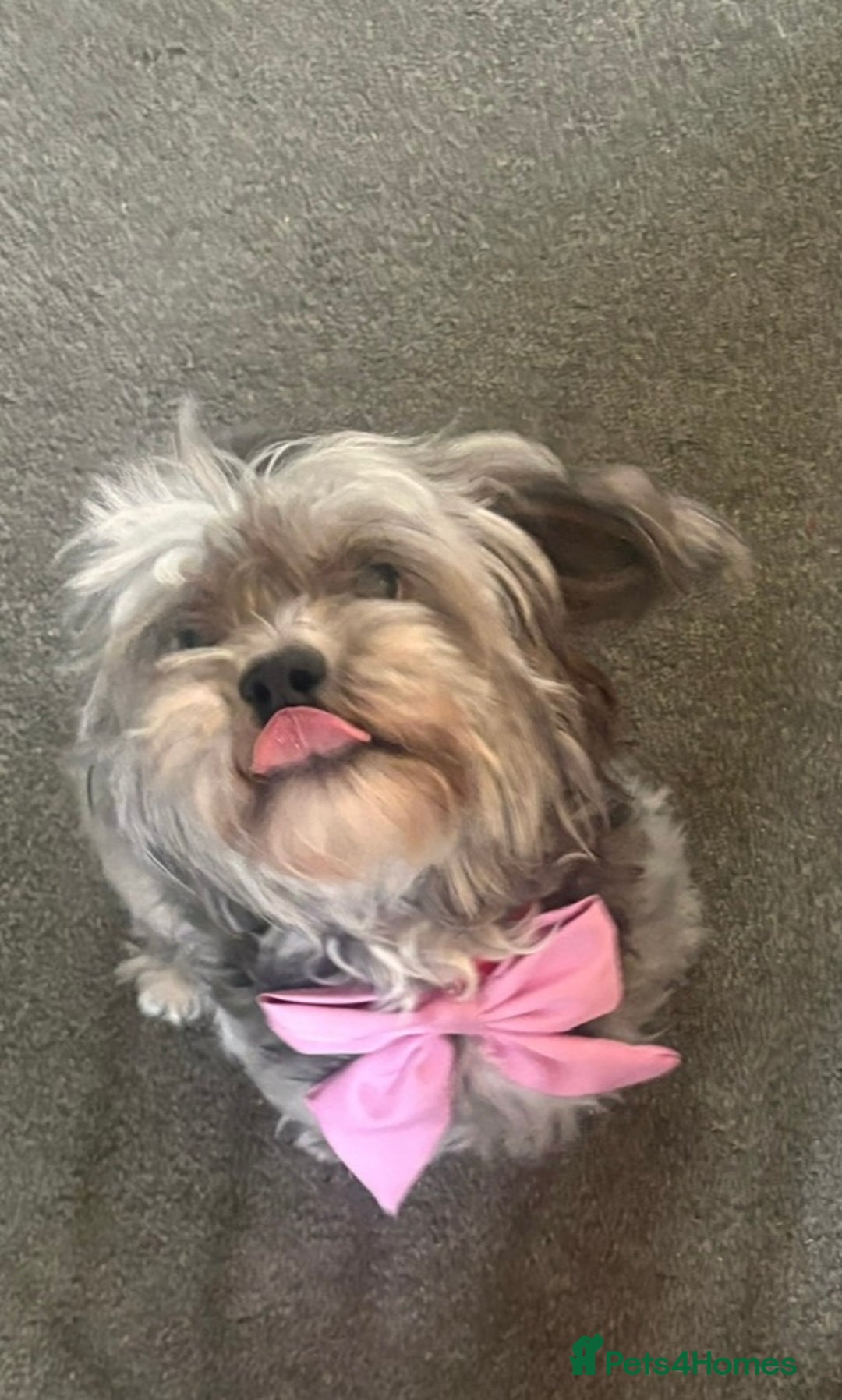 Shihpoo dogs for sale: Shihpoo 3 boys/1 girl - Advert 9