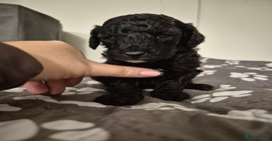 Toy Poodle dogs - Advert 11