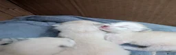 Ragdoll cats for sale: ⭐5 beautiful pure ragdolls ⭐ in Knighton - Advert 2