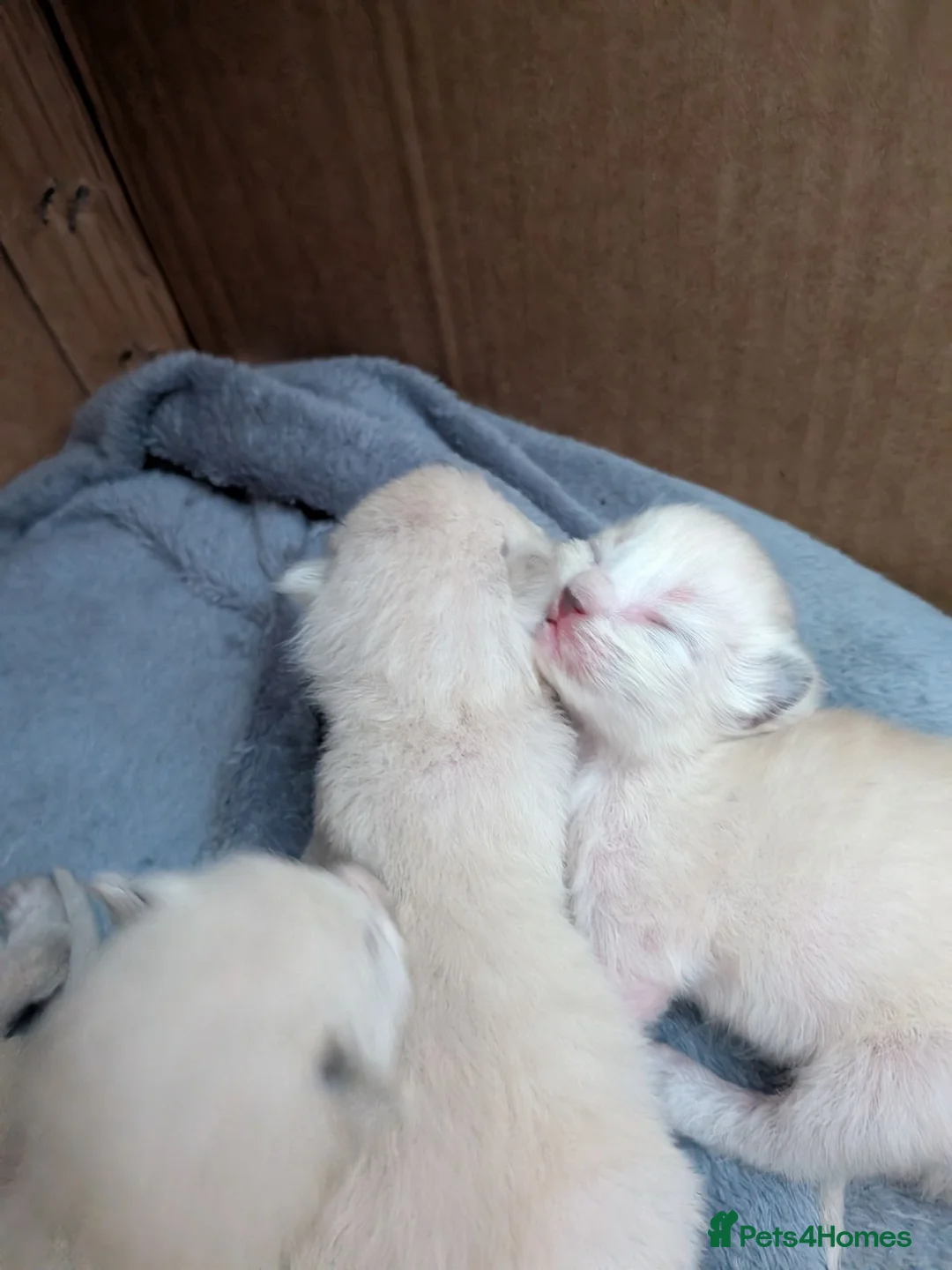Ragdoll cats for sale: ⭐5 beautiful pure ragdolls ⭐ in Knighton - Advert 2