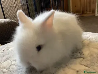 Lionhead rabbits Stunning DM Lionhead baby rabbit - Advert 17