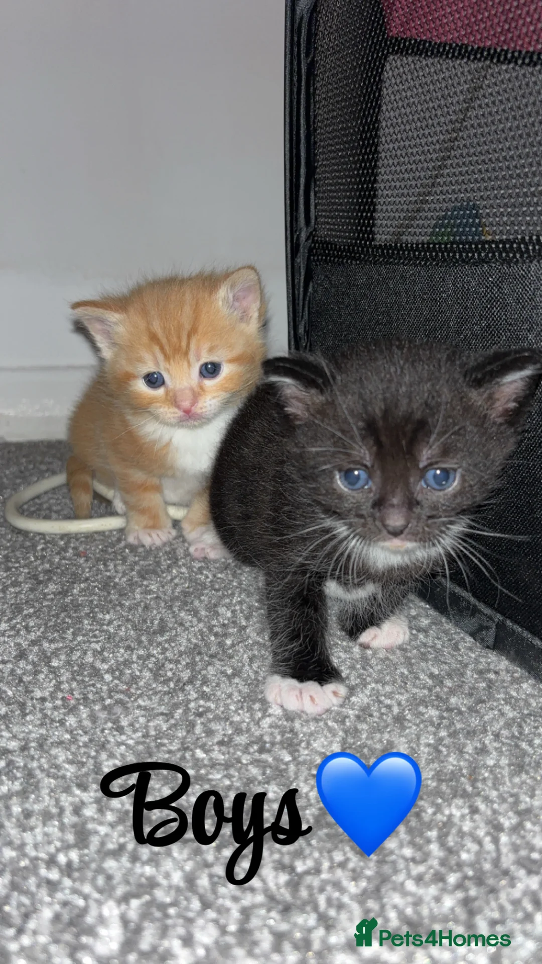 Mixed Breed cats for sale: Kittens  - Advert 8