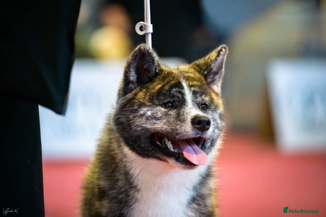 Japanese Akita Inu dogs for stud: Stud Japanese Akita Inu - Advert 2