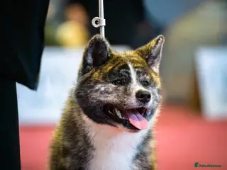 Japanese Akita Inu dogs Stud Japanese Akita Inu - Advert 1