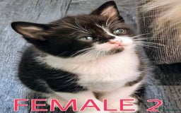 Mixed Breed cats for sale: Siamese Mum x Black and White kittens - Image 4