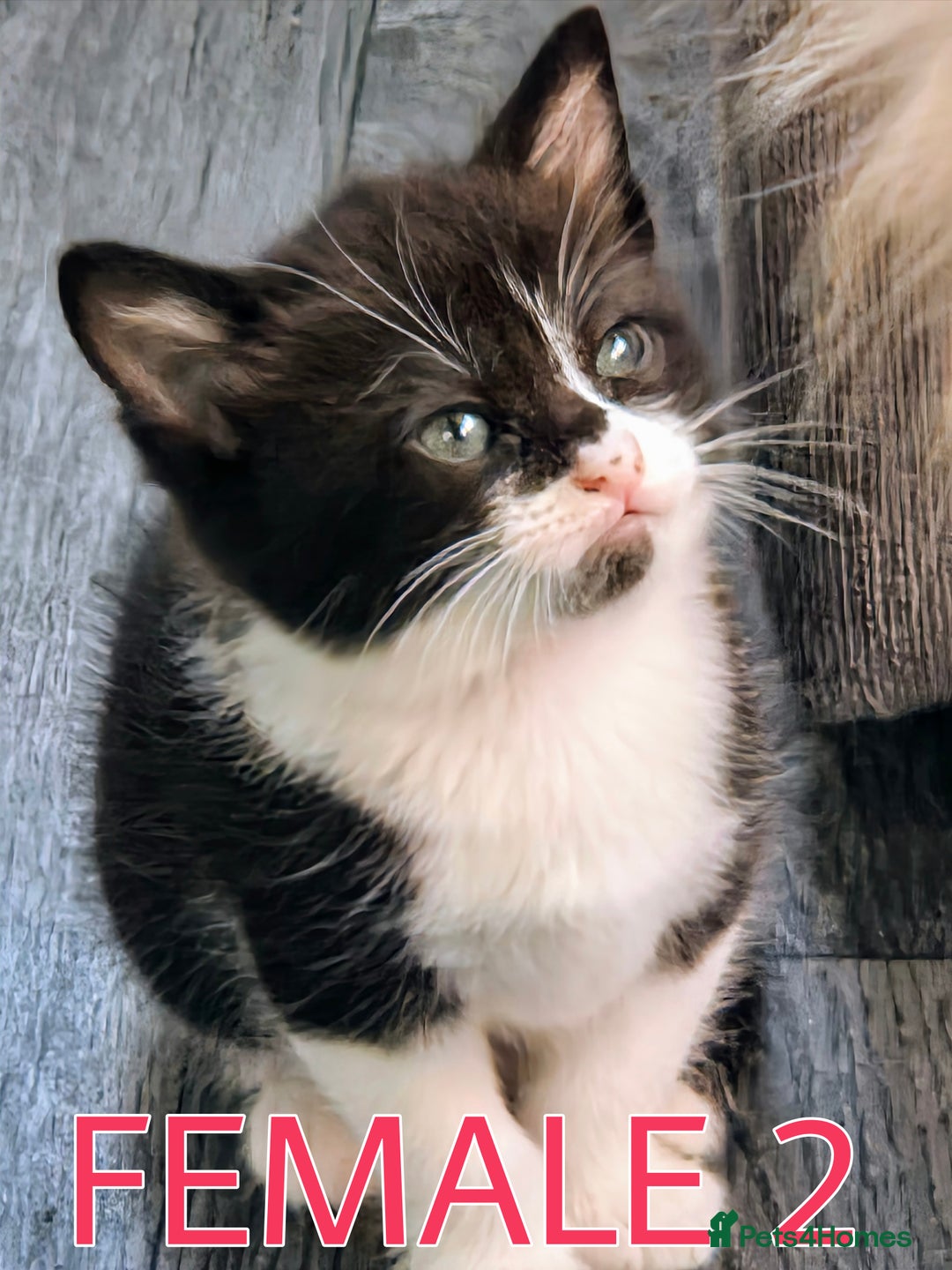 Mixed Breed cats for sale: Siamese Mum x Black and White kittens - Image 4