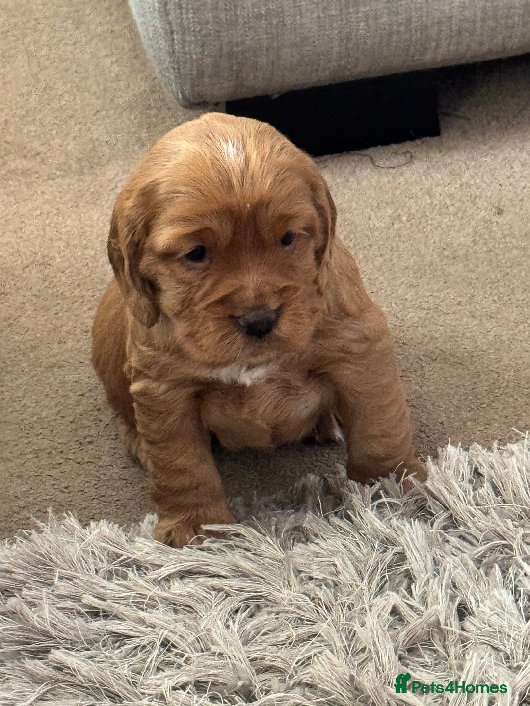 Cocker Spaniel dogs for sale: Show Type Cocker Spaniel Puppies – Girls Only - Advert 10