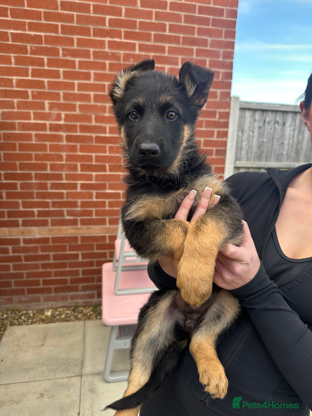 German Shepherd dogs for sale: Full Pedigree German Shepherd- Show Quality  - Image 6