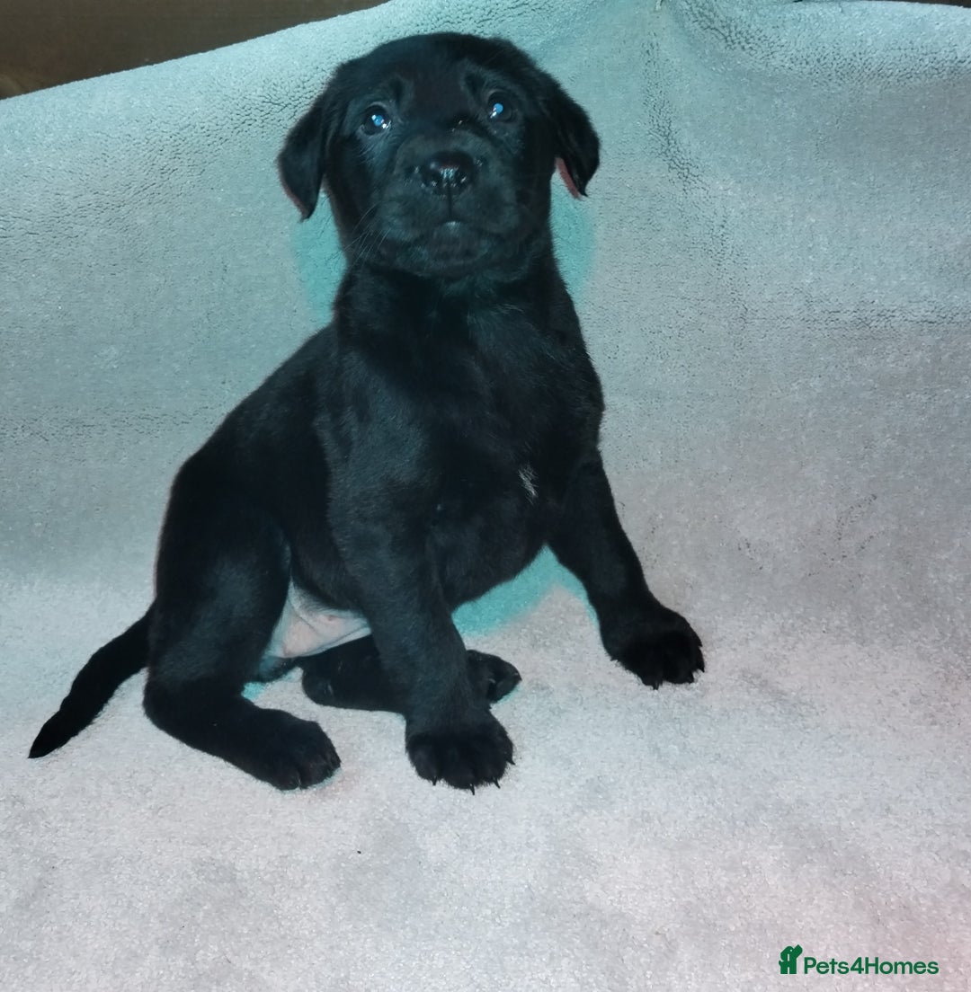 Labrador Retriever dogs for sale: Labrador puppies  - Advert 15