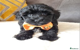 Shihpoo dogs for sale: Adorable little Shihpoo's, sold fully vaccinated - Image 24
