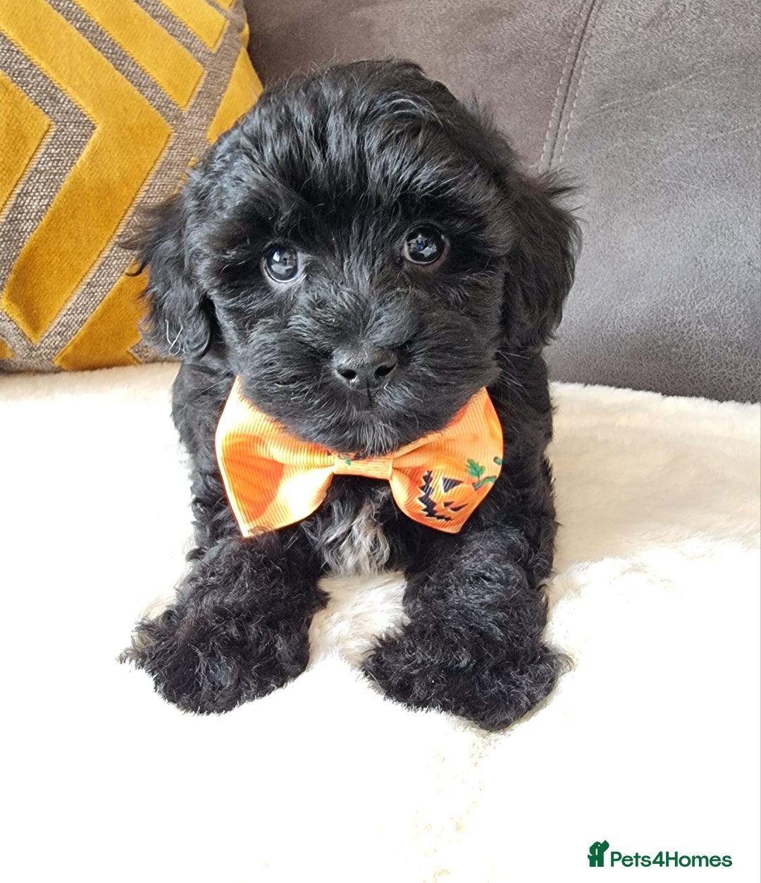 Shihpoo dogs for sale: Adorable little Shihpoo's, sold fully vaccinated - Image 24