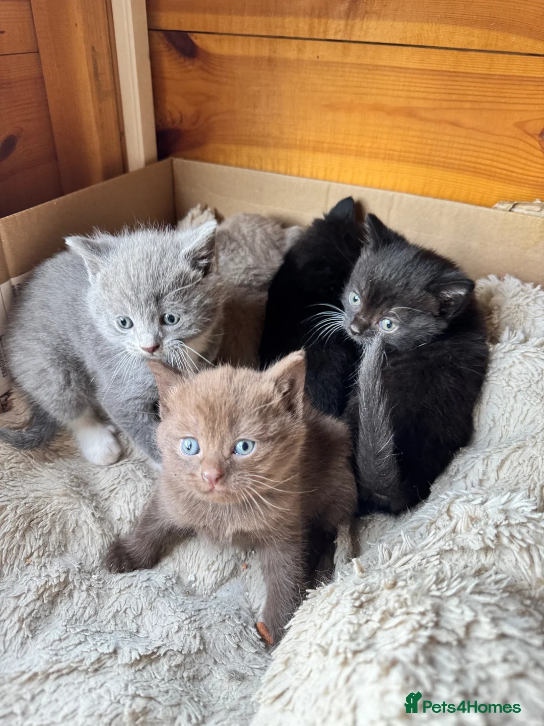 British Shorthair cats for sale: British shorthair crossed kitties  - Advert 17