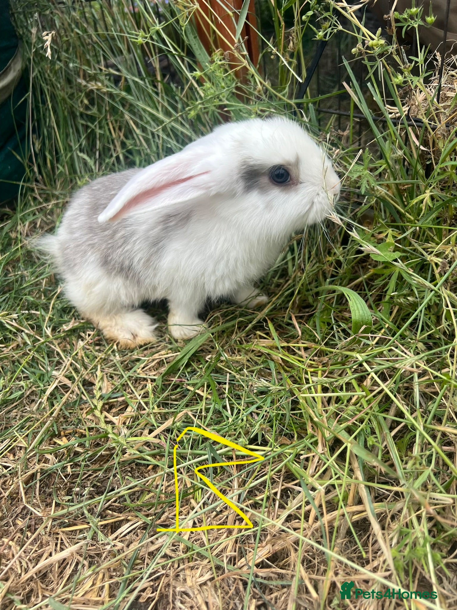 Mixed Breed rabbits X8 Baby Rabbits  - Advert 10