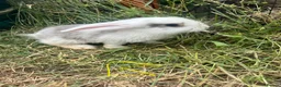 Mixed Breed rabbits for sale: X8 Baby Rabbits  - Advert 1