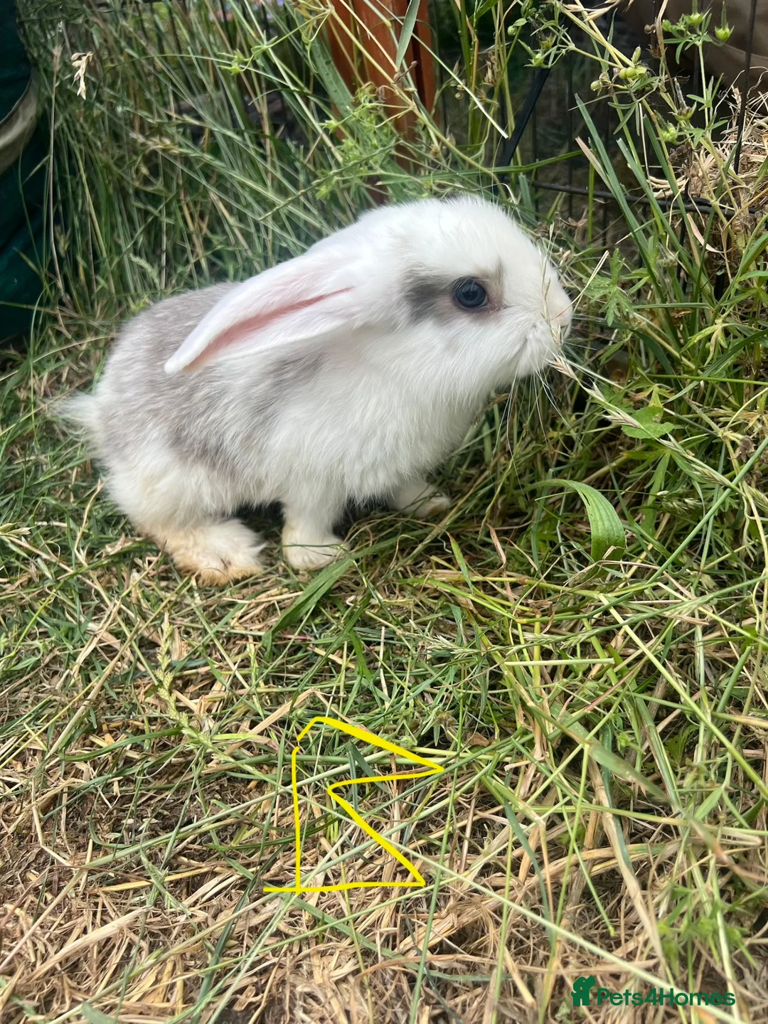 Mixed Breed rabbits for sale: X8 Baby Rabbits  - Advert 1