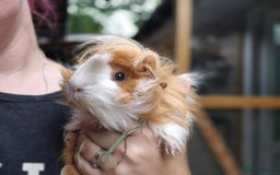 Guinea Pig rodents for sale: 2 bonded male guinea pigs - Image 3