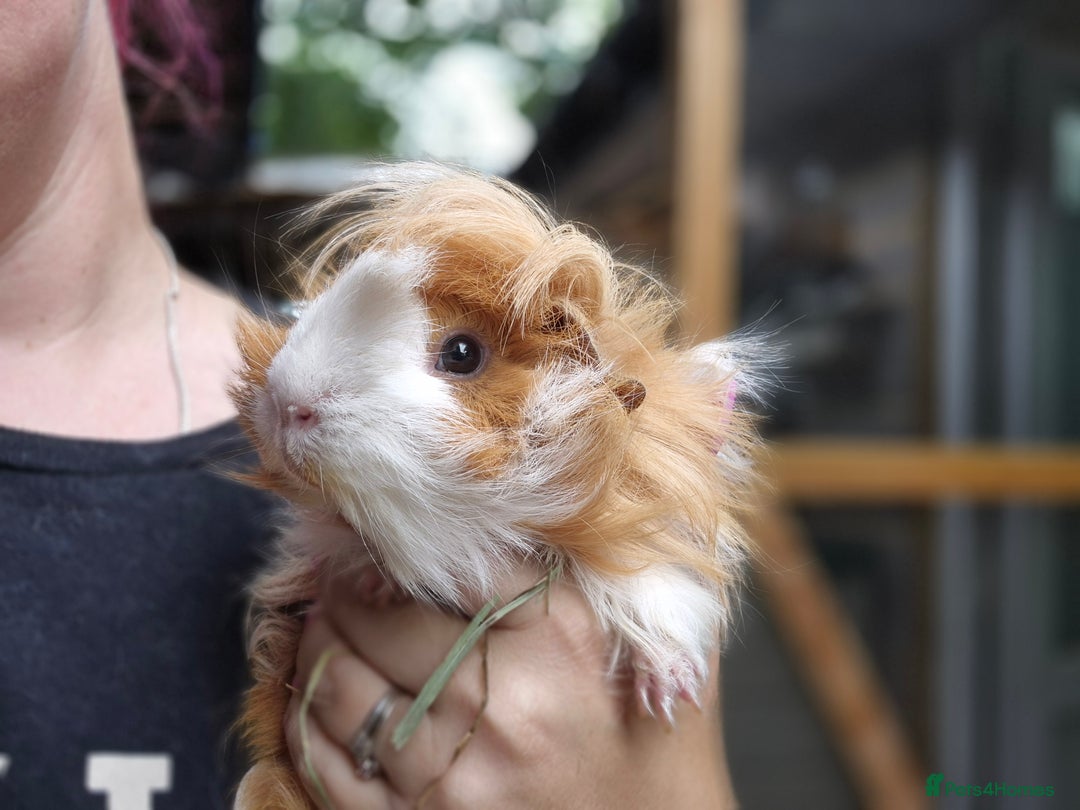 Guinea Pig rodents for sale: 2 bonded male guinea pigs - Image 3
