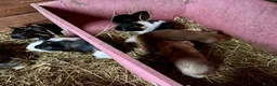 Guinea Pig rodents for sale: Baby Guinea Pigs for sale  - Advert 4