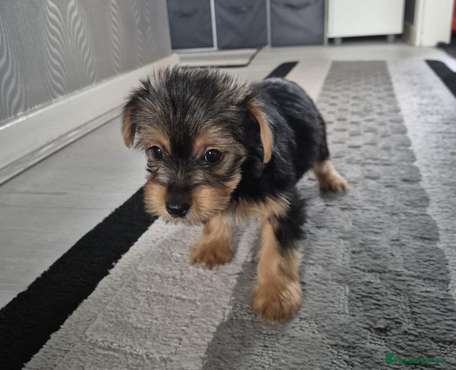 Yorkshire Terrier dogs 💕Girl Left! 💕Beautiful Yorkshire Terrier Girl💕 - Advert 2