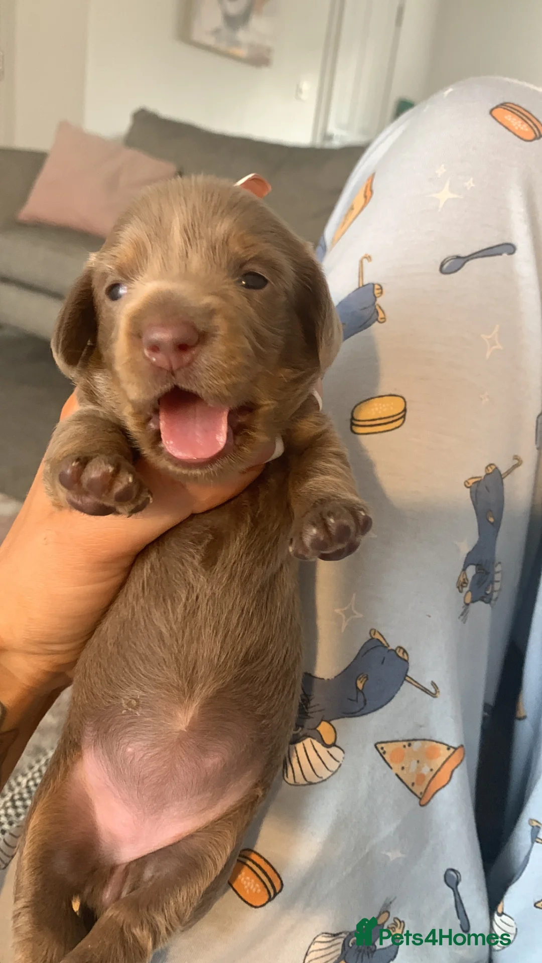 Miniature Dachshund dogs for sale: KC Registered Dachshund Puppies in Derby - Advert 1