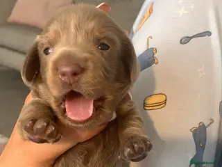 Miniature Dachshund dogs KC Registered Dachshund Puppies - Advert 7