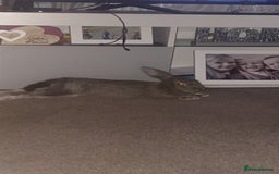 Rex rabbits for sale: Mini Rex needs rehoming - Image 6