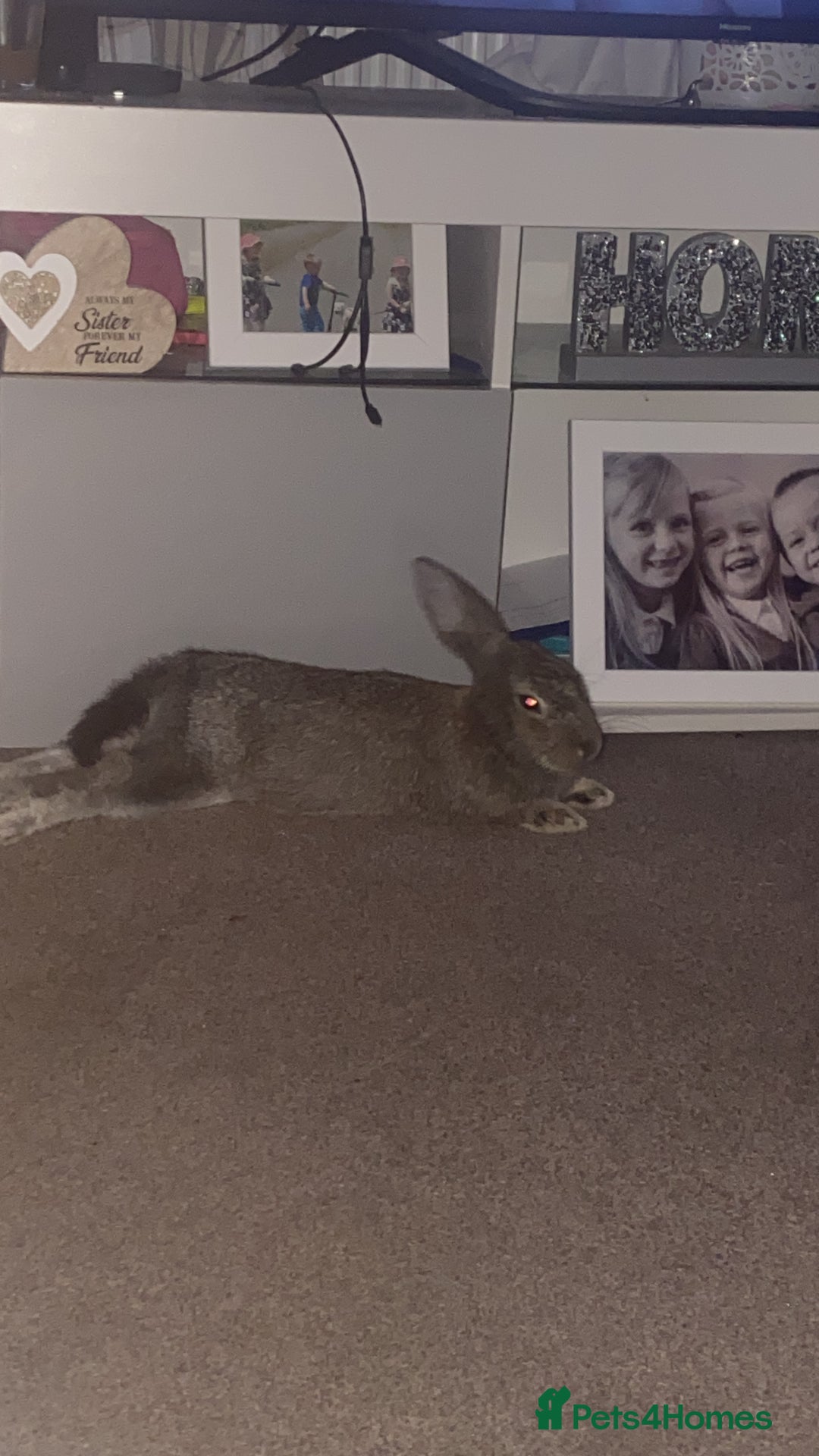 Rex rabbits for sale: Mini Rex needs rehoming - Image 6