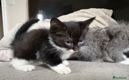 Mixed Breed cats for sale: Kittens for sale  - Advert 4