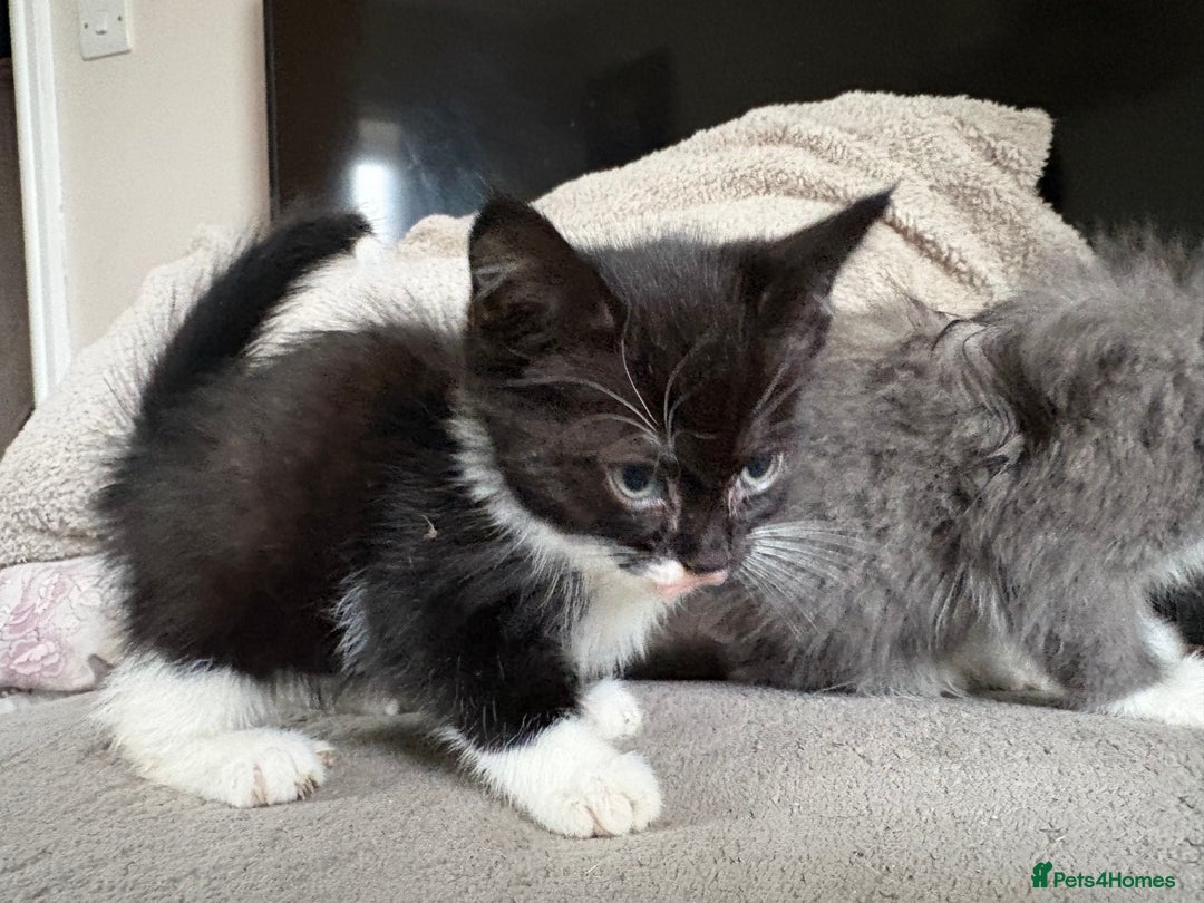 Mixed Breed cats for sale: Kittens for sale  - Advert 4