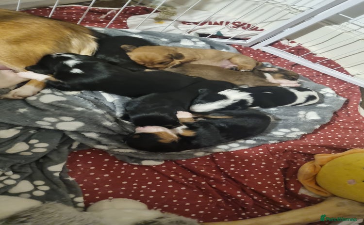 Mixed Breed dogs - Advert 11