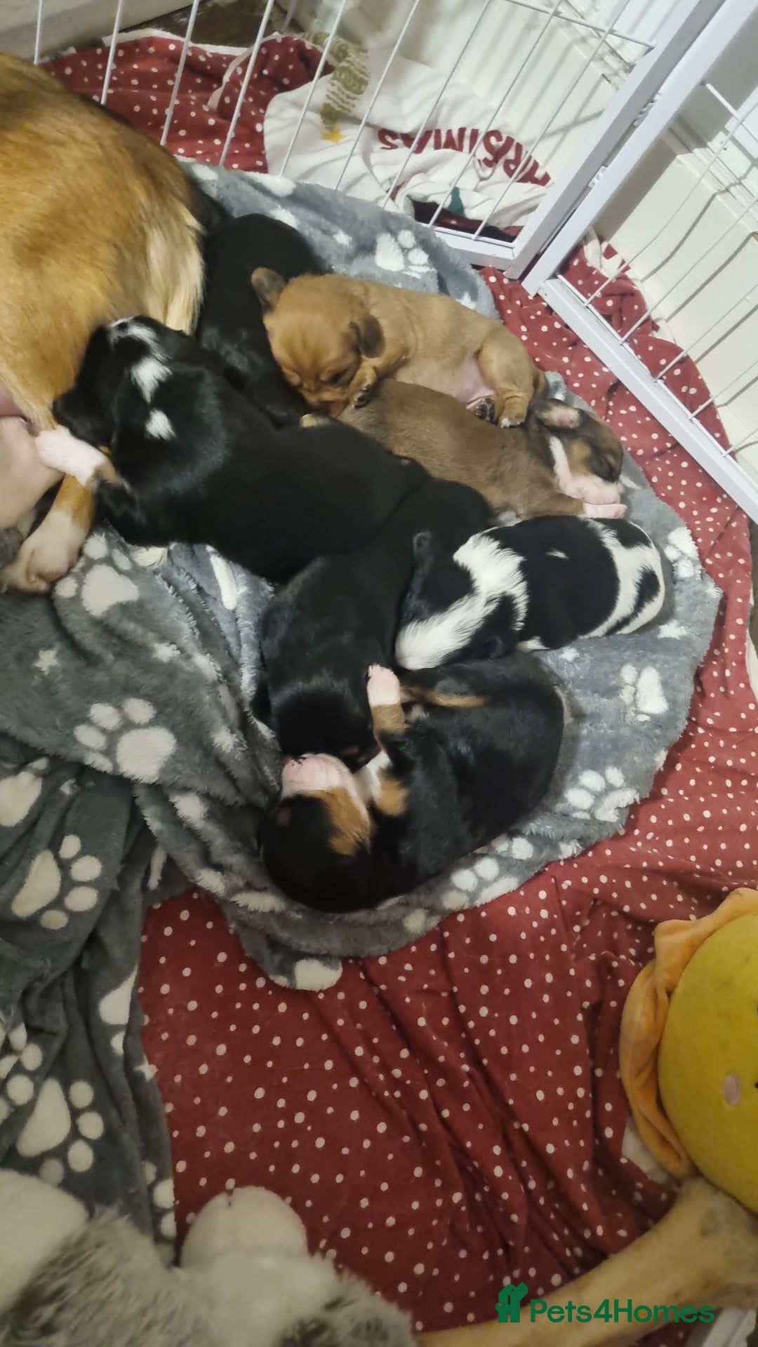 Mixed Breed dogs for sale: Cava corgi puppies - Image 1