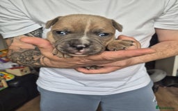 Staffordshire Bull Terrier dogs for sale: KC REG STAFFORDSHIRE BULL TERRIER PUPS - Image 7