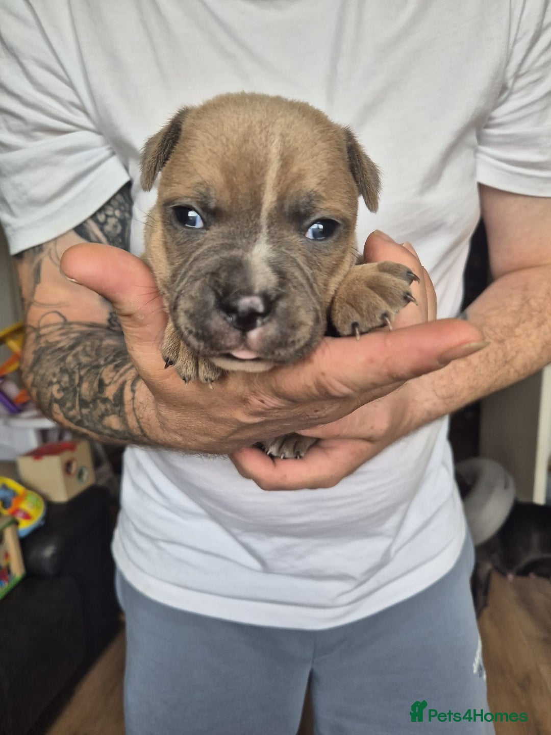Staffordshire Bull Terrier dogs for sale: KC REG STAFFORDSHIRE BULL TERRIER PUPS - Image 7
