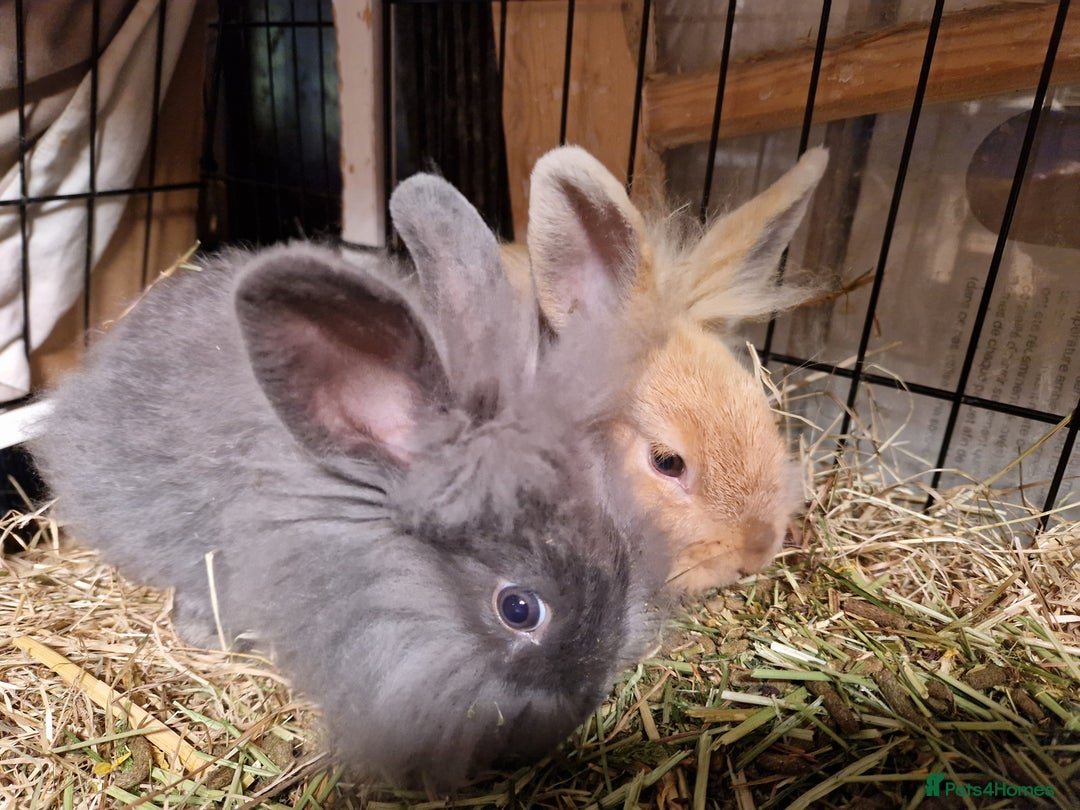 Lionhead rabbits for sale: Lovely little lionhead and lion lops m/f babies  - Image 10